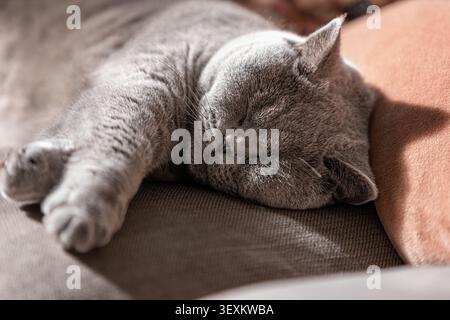 Grey cat sleeps peacefully on soft cushion. Sunlight gently touches its serene face. Furry paws rest loosely beside its body. Calm, warm atmosphere ev Stock Photo