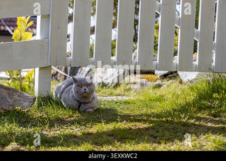 Gray cat rests calmly beneath a white fence. Soft sunlight dapples the green grass around. The cat gazes directly, curious and peaceful. Rocks and wil Stock Photo