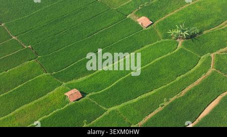 Aerial view of vibrant green rice terraces featuring small traditional huts and a cluster of banana trees in the rural landscape of West Java, Indones Stock Photo