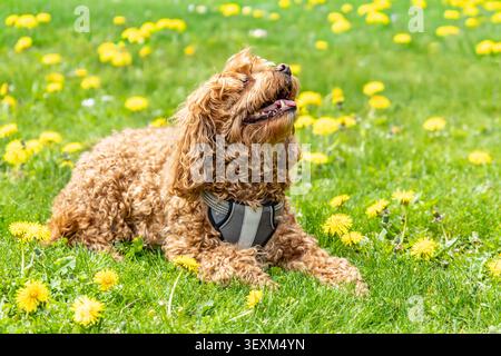 Cavapoo dog in the park on a summer sunny day, mixed, breed of Cavalier King Charles Spaniel and Poodle. Brown cavapoo sitting on green grass with dan Stock Photo
