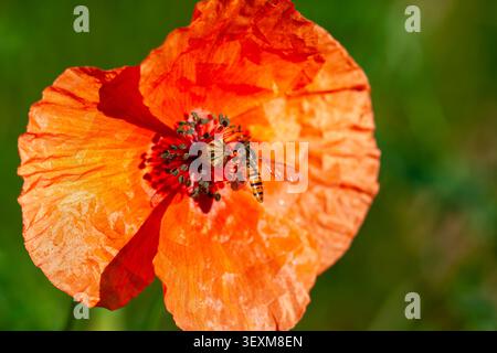 Bright Red Poppy with Hoverfly on Green Background Stock Photo