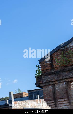 Close up of an old red brick building corner with small green plant life growing out of the structure under a bright clear blue sky with ample copy sp Stock Photo