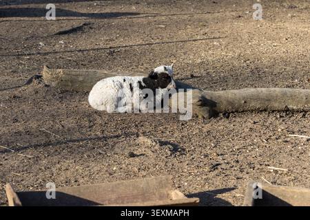 a black and white lamb lying on dirt next to a wooden log in a sunlit outdoor agricultural enclosure Stock Photo