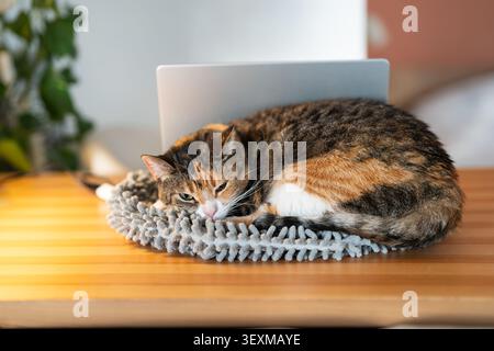 Relaxed cat find cozy place for sleep on table near open laptop. Fluffy calico feline rest on desk snuggling up to warm computer. Cute kitty enjoying Stock Photo