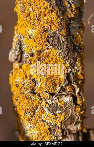A detailed macro shot of bright yellow Xanthoria parietina lichen growing on rough tree bark, highlighting organic textures and biological patterns in Stock Photo