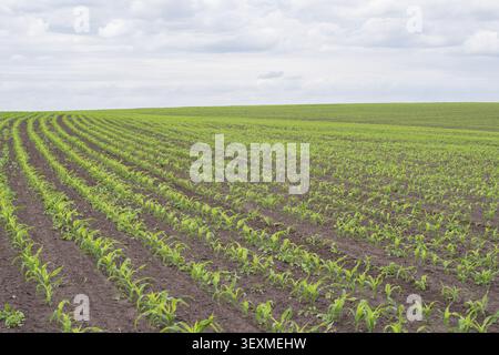 Young corn plants growing across fertile farmland with organized planting rows during the early crop development stage. Stock Photo