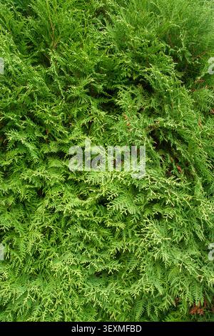 A detailed shot of dense green Thuja (Arborvitae) foliage creates an authentic and vibrant natural background Stock Photo