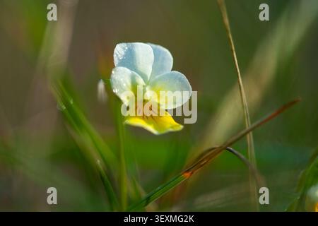 A single white and yellow Wild Pansy flower (Viola tricolor) is captured in a soft macro, showing morning dew among the grass blades on a sunny day, c Stock Photo