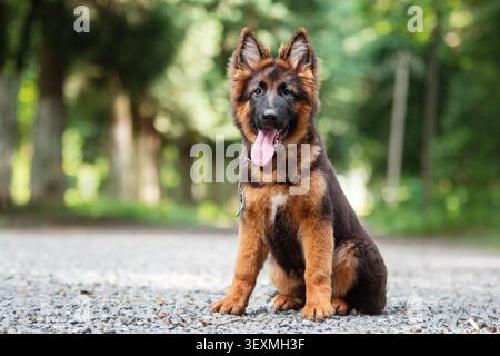 German Shepherd dog sitting on a park path in natural light. Intelligent working breed, loyal pet and training concept. Stock Photo