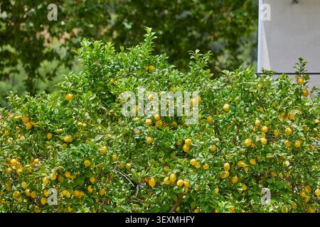 Lemon tree full of ripe yellow fruits and green leaves in a garden on a sunny day Stock Photo