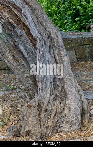 Old textured olive tree trunk. Stock Photo
