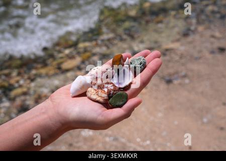 Rhodes island vacation in Greece. Navarone Bay beach. Hand holding colorful souvenir beach pebbles and sea shells. Stock Photo