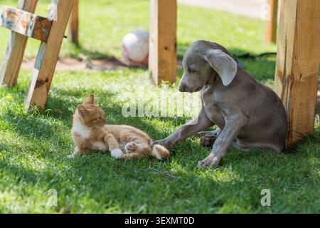 A playful Weimaraner puppy and a ginger kitten face each other in a sunny backyard. Green grass, wooden playhouse elements, and a softly blurred socce Stock Photo