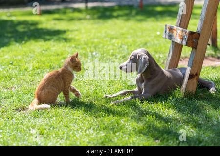 A young Weimaraner puppy and a ginger kitten curiously facing each other in a sunny backyard. Green grass, wooden playhouse elements, and a spacious g Stock Photo