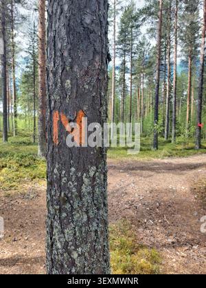 Trail marker of Nasaleden painted on pine tree beside forest path junction in northern Sweden. Stock Photo