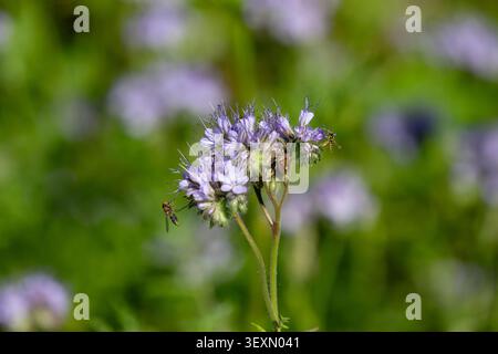 Multiple insects on Phacelia, June 2026 including hoverfles (including Sphaerophoria scripta) and a Hairy Shield Bug (Dolycoris baccarum) Stock Photo