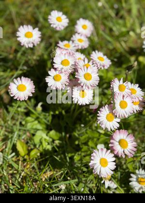 White and pink daisies blooming in green grass. Beautiful wild lawn daisies with soft pink tipped petals growing in a vibrant green summer meadow. Per Stock Photo