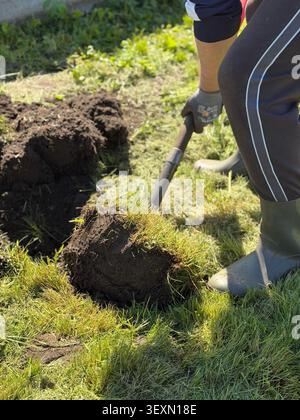 Gardener digging up green lawn grass with a shovel. A close-up of a person wearing boots and gloves using a spade to dig up sod from a lawn. This imag Stock Photo