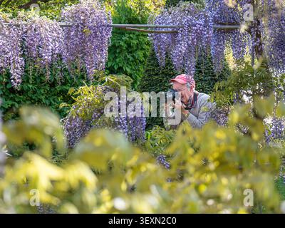 Wisteria photography with keen mature elderly amateur digital photographer amongst the spring blooms Wisteria 'Kokuryu at RHS Wisley Surrey UK Stock Photo