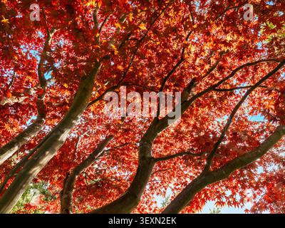 Japanese Maple tree (Acer palmatum) with vibrant red leaves detail in spring In RHS Wisley Gardens Surrey Stock Photo