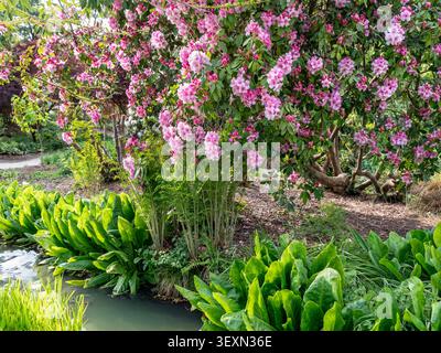 Rhododendron bush,  the 'Pink Pearl' hybrid which features large, soft pink flower clusters.It is a vigorous evergreen shrub that can reach heights of approximately 2 meters.These plants typically bloom from late spring to early summer. Lysichiton americanus), a marginal aquatic plant known for its large, lush leaves. By a stream in RHS Wisley Surrey UK Stock Photo