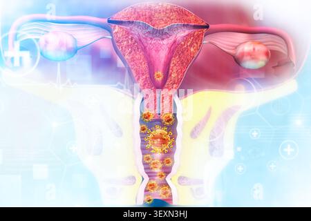 Human uterus anatomy. 3d illustration Stock Photo
