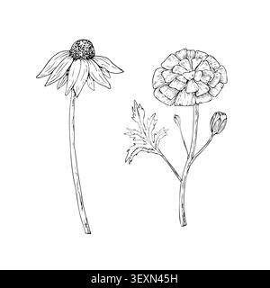 Vector marigold flower, graphic hand drawn isolated illustration. Botanical hand drawn illustration isolated on background. Ideal for seasonal Stock Vector