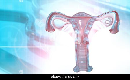 Human uterus anatomy. 3d illustration Stock Photo