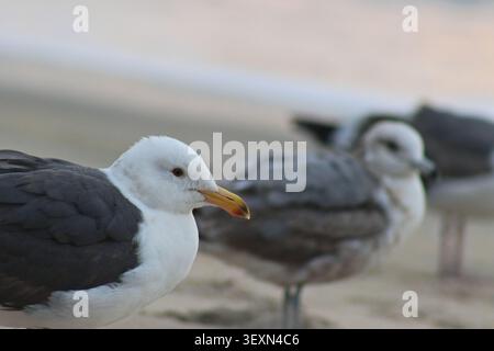 Adult and juvenile seagulls rest together on sandy shoreline Stock Photo