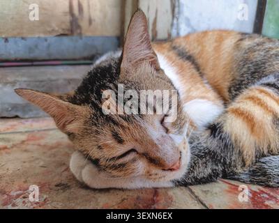 A detailed close-up portrait of a domestic calico cat napping with its head resting on its paw, showing beautiful fur details and closed eyes. Stock Photo