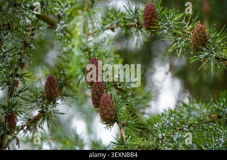 Pine cones on spruce branches in the forest. Young cones on a Christmas tree. Coniferous tree Stock Photo