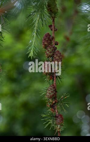Branch of a larch with cones on a background of green foliage Stock Photo