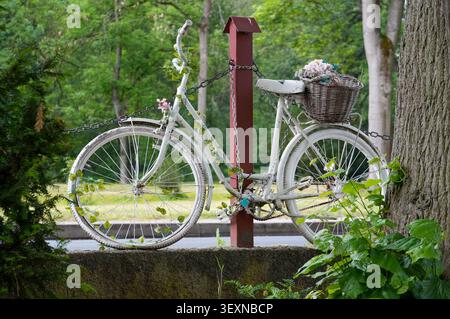 Old white bicycle with a basket of flowers on a wooden fence in the park. Decor in the park. Decorative bicycle. Stock Photo