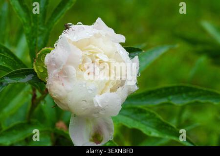 White peony flower with water drops on the petals after rain Stock Photo