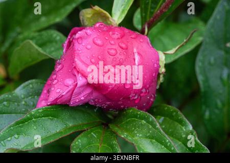 Pink peony flower with water drops on green leaves after rain. Stock Photo