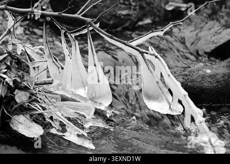 Monochrome delicate ice formations on streamside branch over flowing water in winter Stock Photo