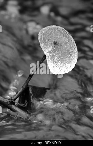 Monochrome delicate ice formations on streamside branch over flowing water in winter, in vertical format Stock Photo