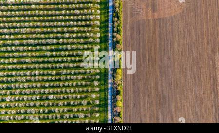 Aerial view of rows of white-flowering fruit trees in an orchard adjacent to a narrow road and a large plowed field in Melnik, Central Bohemian Region Stock Photo