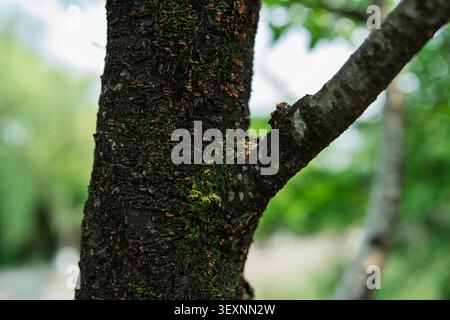 Close up view of a rough dark tree trunk with green moss on its bark and a side branch against a soft green bokeh background. Stock Photo