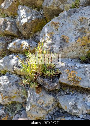 A small green succulent plant is growing from an ancient stone structure. Bright sunlight shines on the plant as it thrives in the rocky setting. Moss Stock Photo