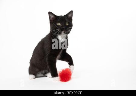 Cute black and while male kitten with a red feather toy isolated on white background Stock Photo