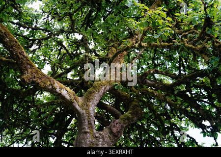 Majestic ancient tree covered in vibrant green moss, low angle view of sprawling branches and lush leaves against the sky Stock Photo