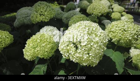 White flowers of the Annabelle tree hydrangea blooming in a summer garden Stock Photo