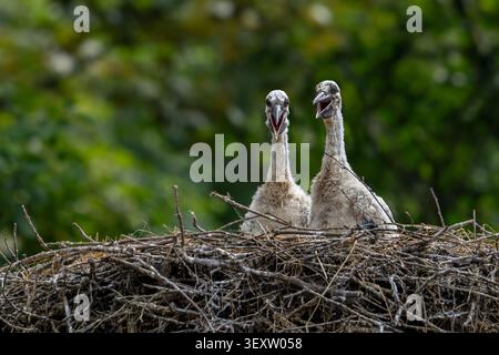 Two white stork (Ciconia ciconia) chicks / young  on nest calling parents for food in spring Stock Photo
