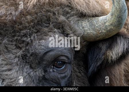 European wood bison / wisent (Bison bonasus) close-up of adult European bison head harassed by pesky flies in its eye Stock Photo