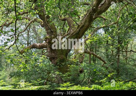 Ancient oak tree with sprawling moss-covered branches in Savernake Forest, Wiltshire, England. Surrounded by lush woodland and ferns, this majestic tr Stock Photo