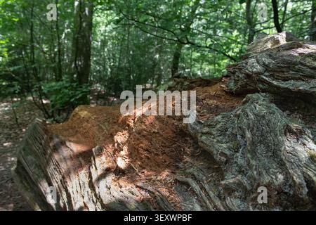 Close-up of a large decaying fallen tree trunk in Savernake Forest, Wiltshire, England. Weathered wood, natural decomposition and dappled sunlight hig Stock Photo