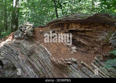 A large decaying fallen tree trunk slowly returning to the forest floor in Savernake Forest, Wiltshire, England. The exposed layers of weathered wood, Stock Photo