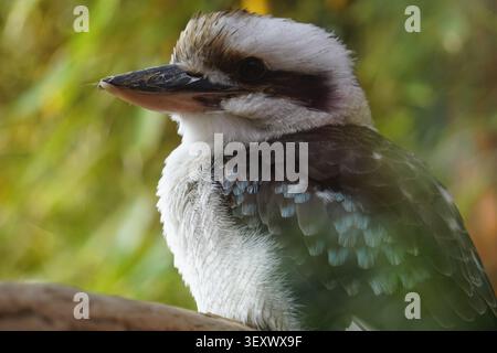Close up portrait of a kookaburra bird sitting on a branch in a tree in the Australian outback Stock Photo
