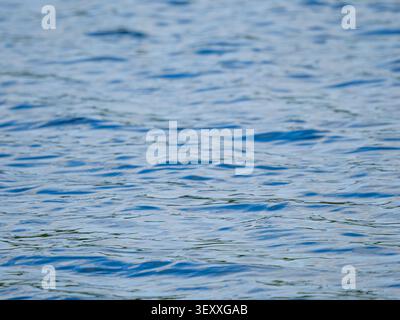 Abstract background of blue river or lake water surface with beautiful small waves and gentle ripples. Natural clean liquid texture with copy space Stock Photo